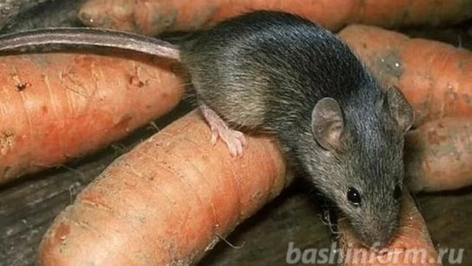 В Туймазинском районе Башкирии школьники массово заразились мышиной лихорадкой