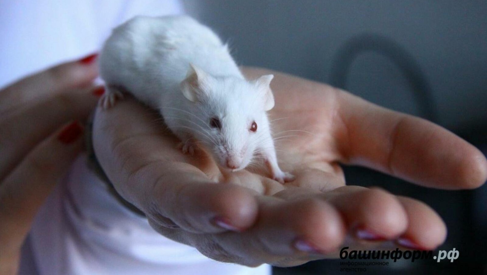 Валерий Шахов