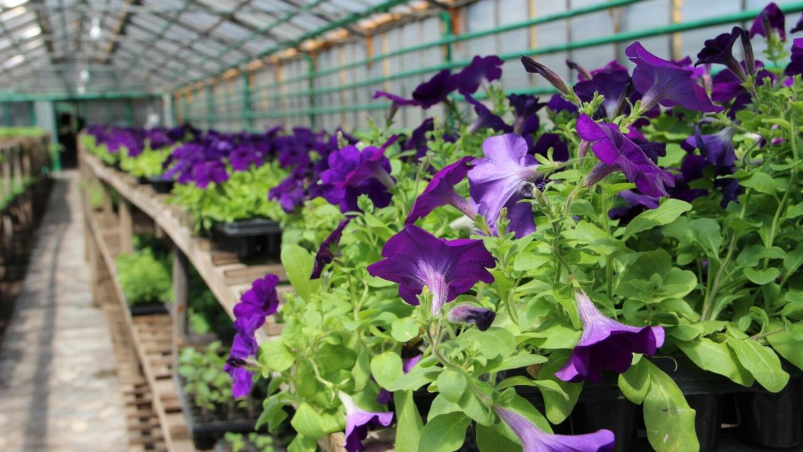 Ксения Калинина