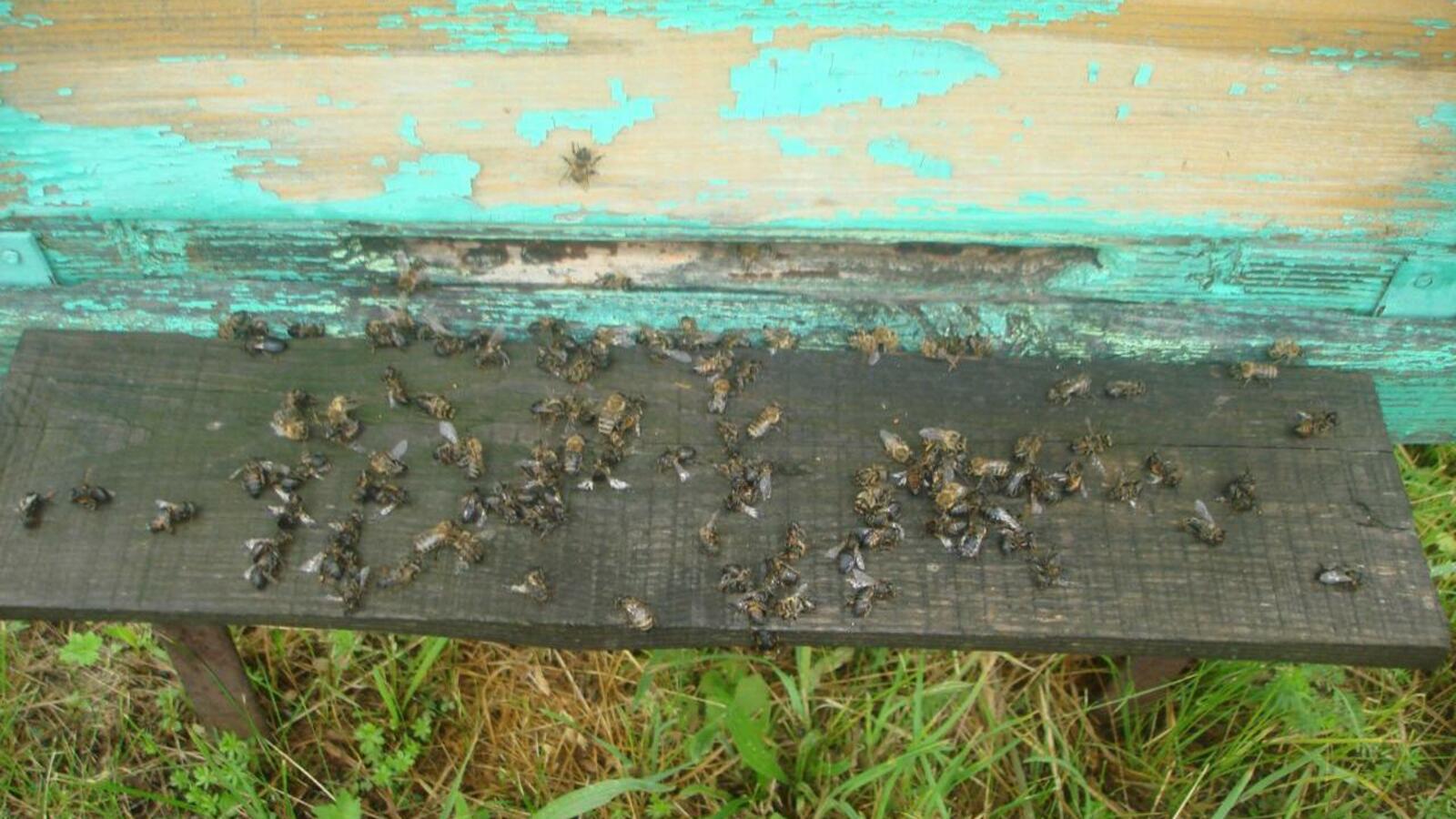 пресс-служба регионального отделения ОНФ