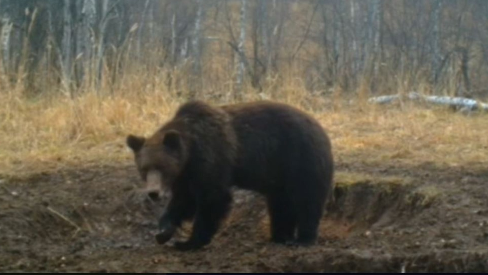 скриншот видео Сабита Галина дирекция заповедника «Шульган-Таш»