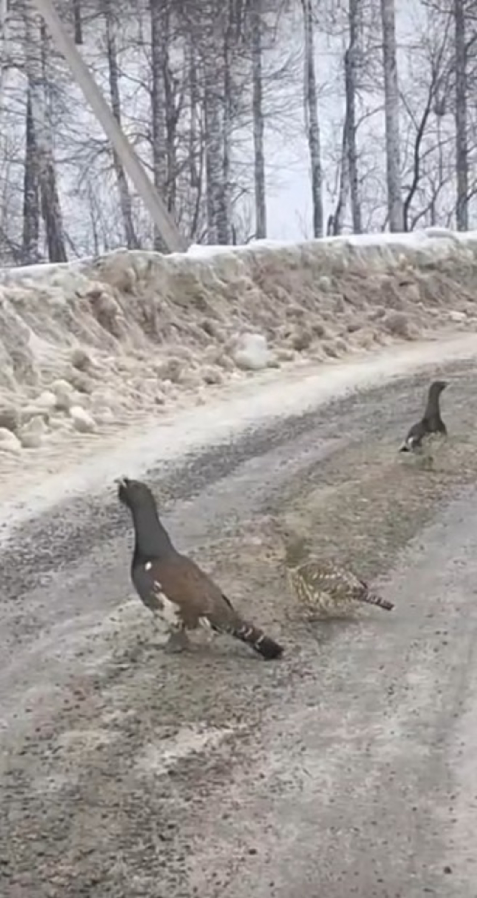 скриншот видео