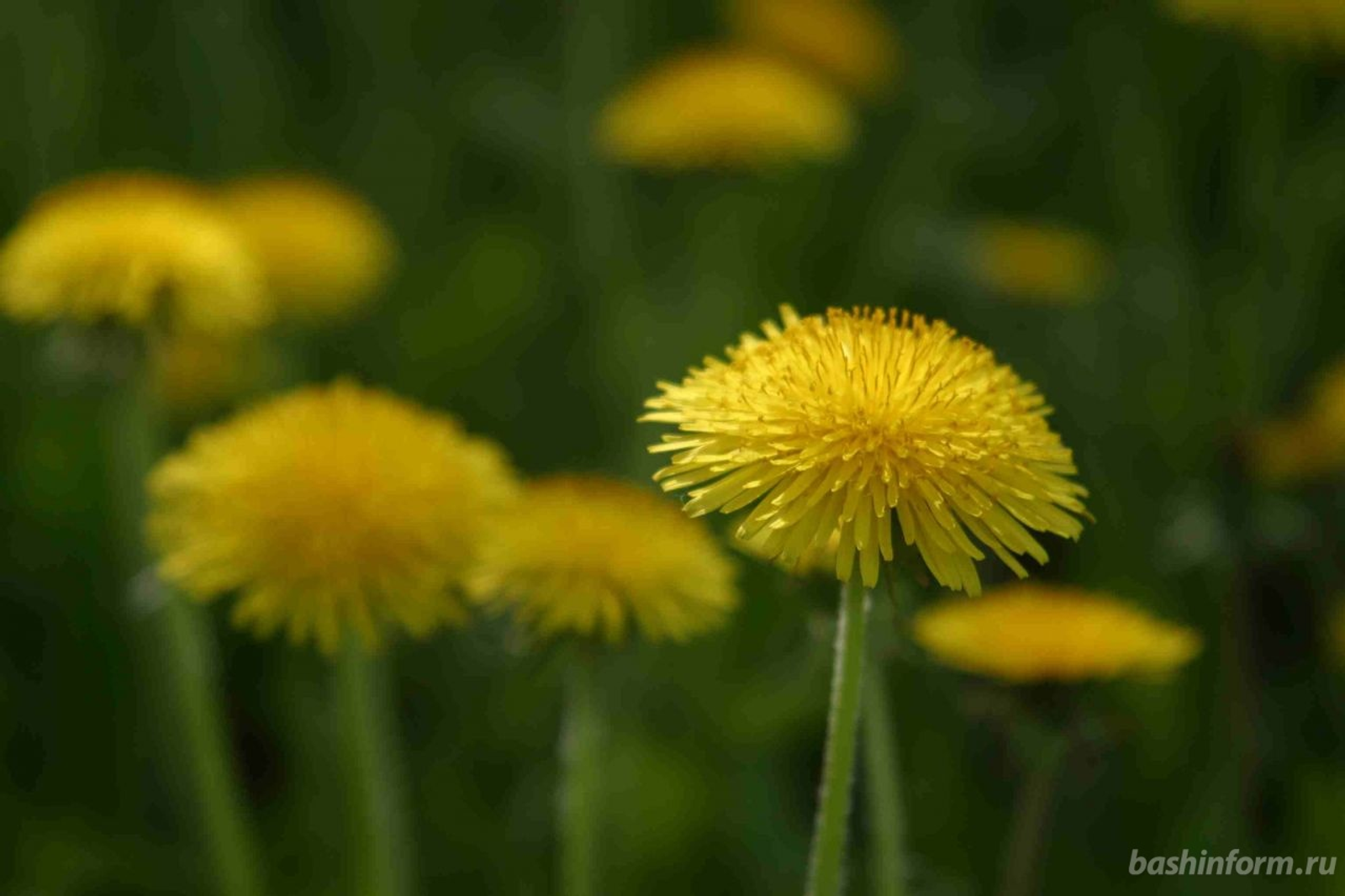 Андрей Старостин
