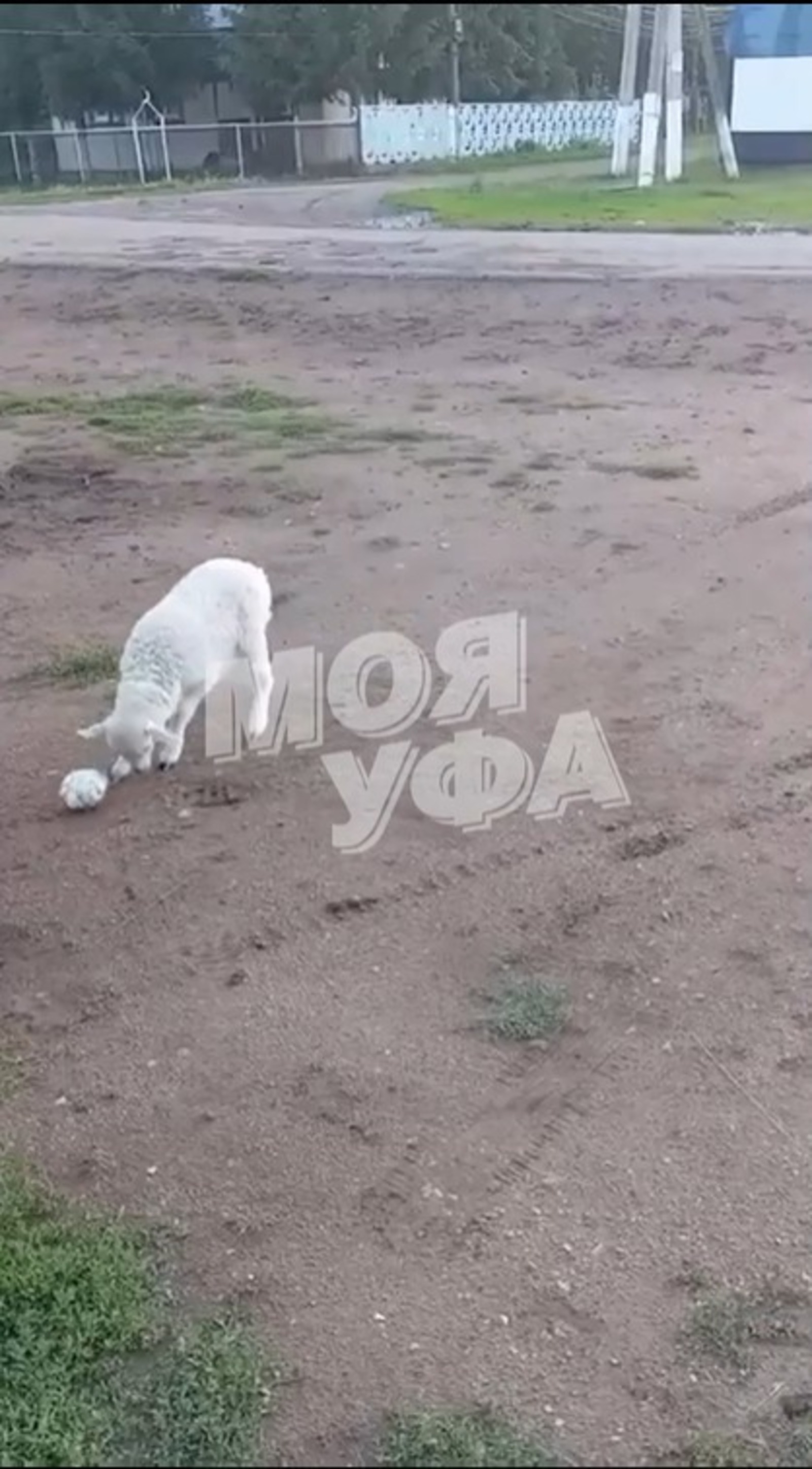 скриншот видео