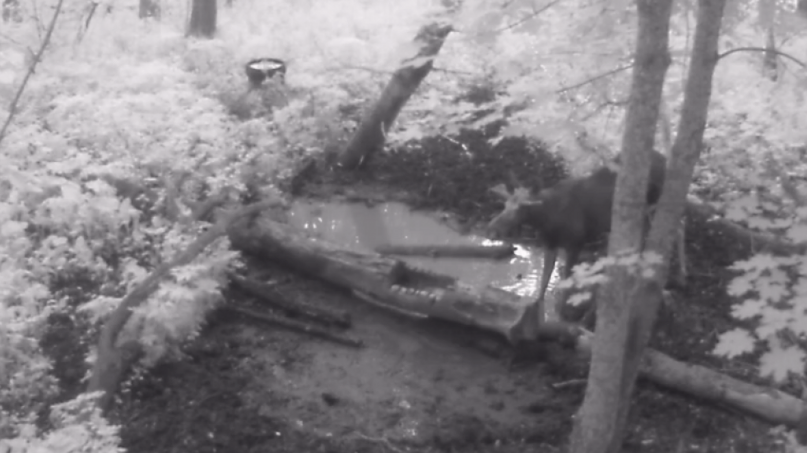 Минэкологии РБ