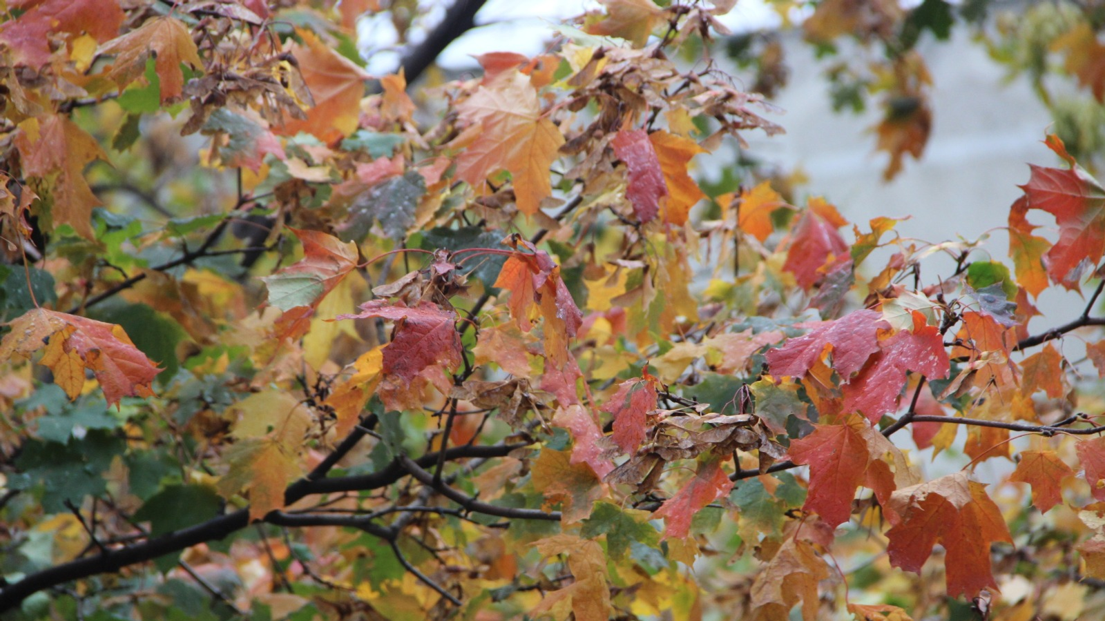 Ксения Калинина