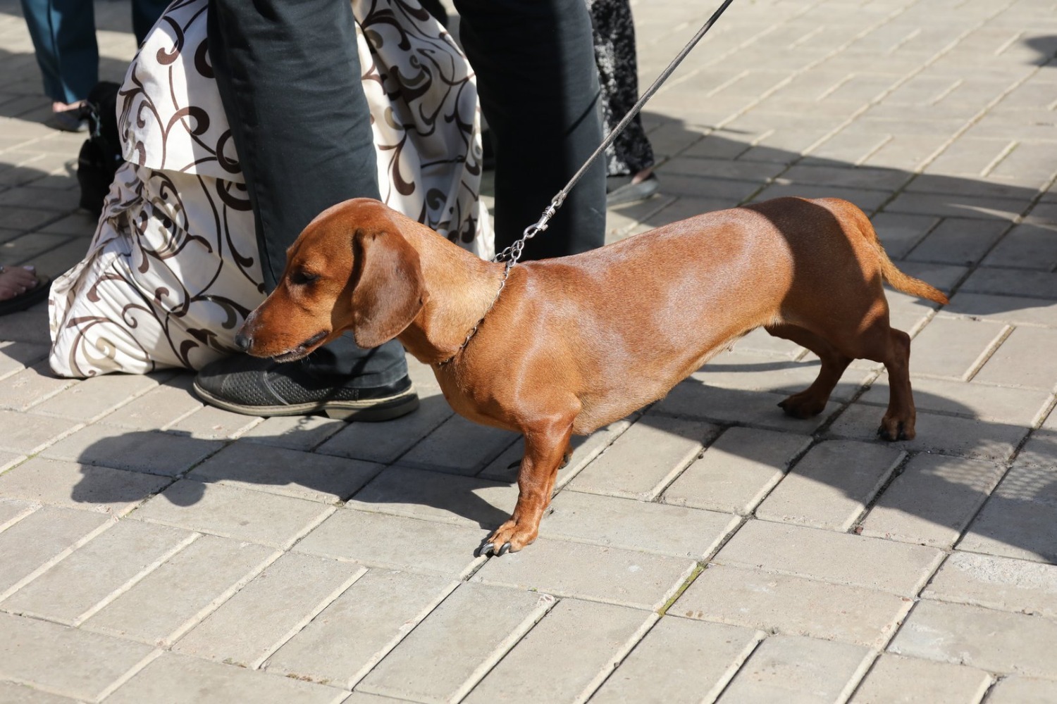 Валерий Шахов