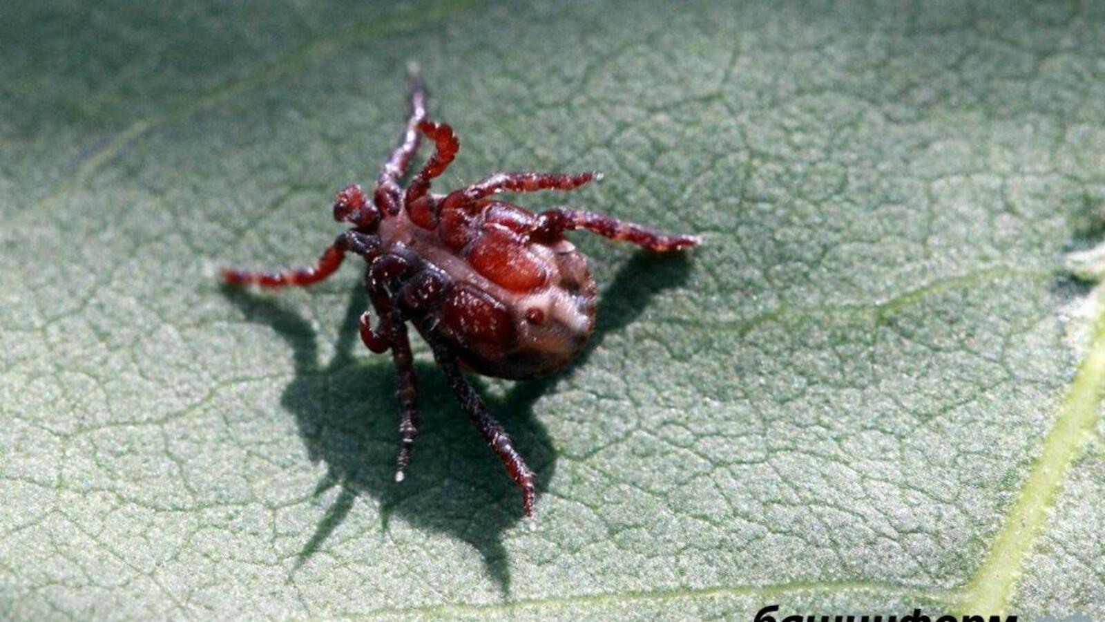 ИА «Башинформ»