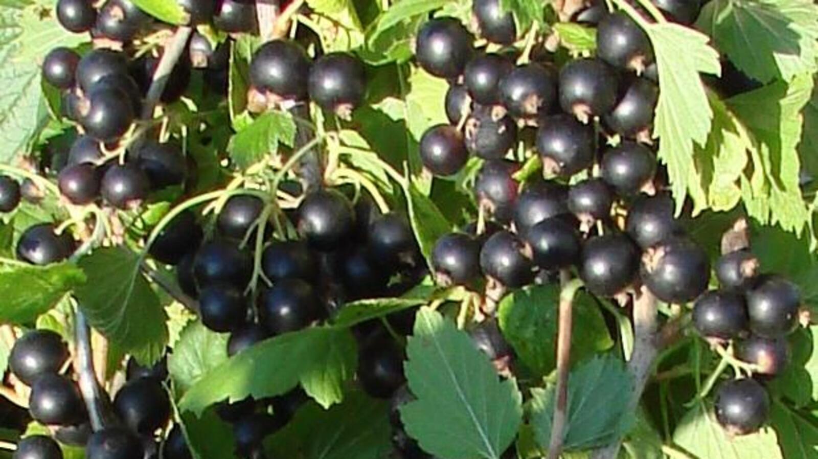 открытый источник