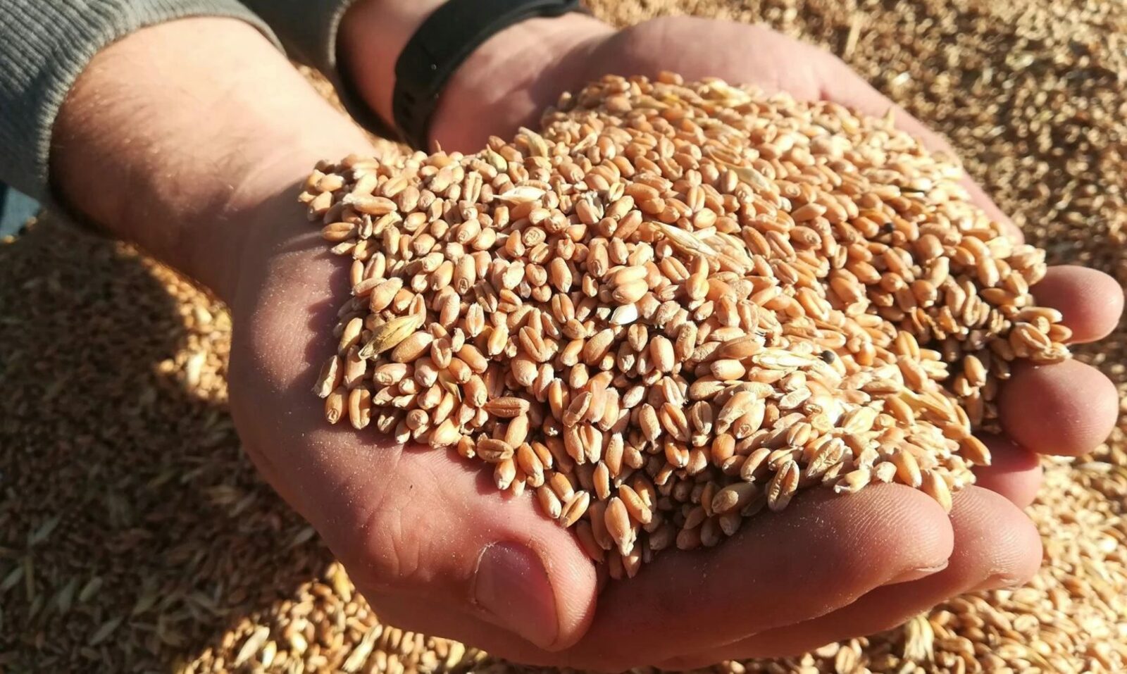 В Башкирии растет объем продаж зерна в интервенционный фонд