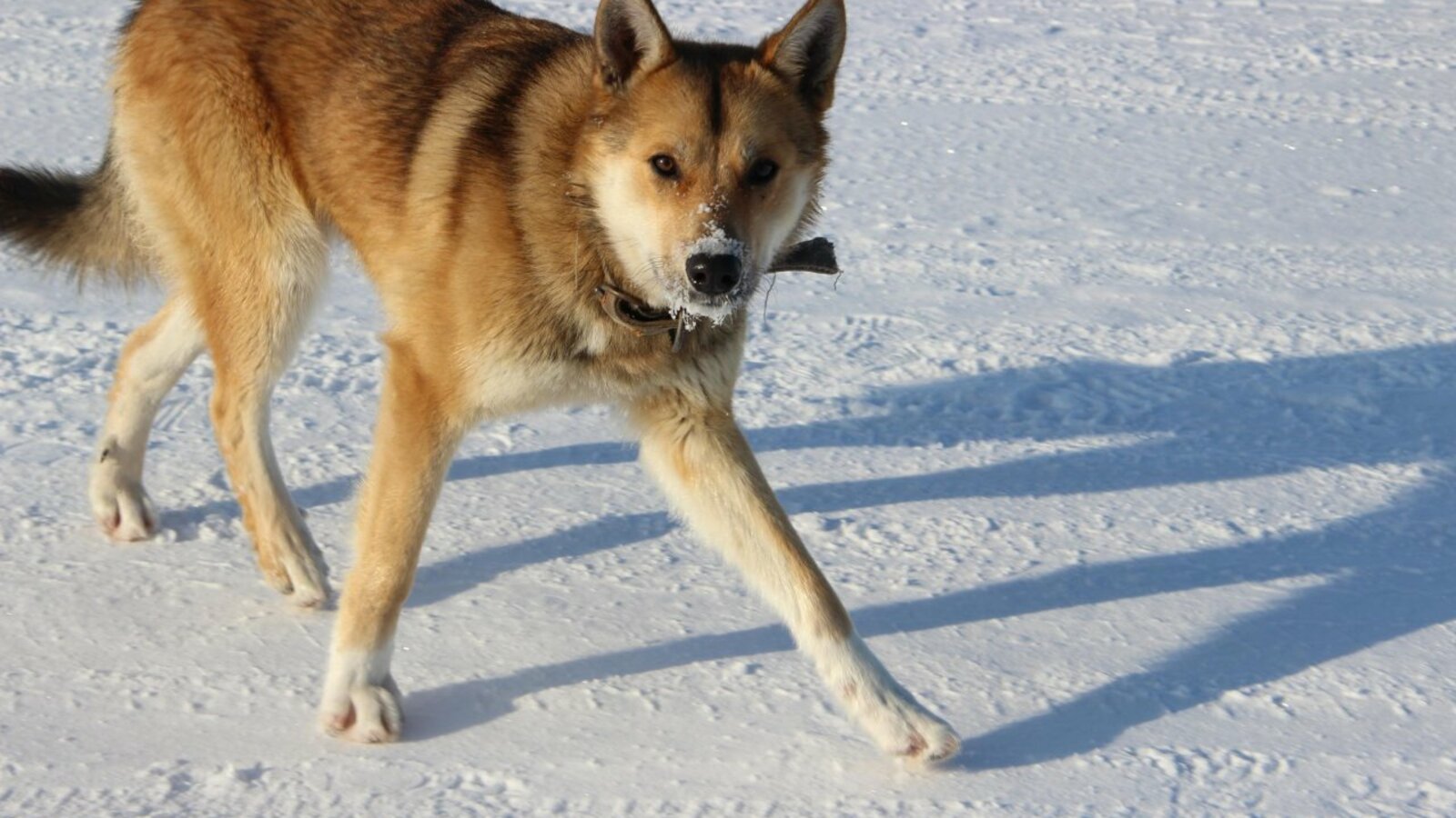 ИА «Башинформ»