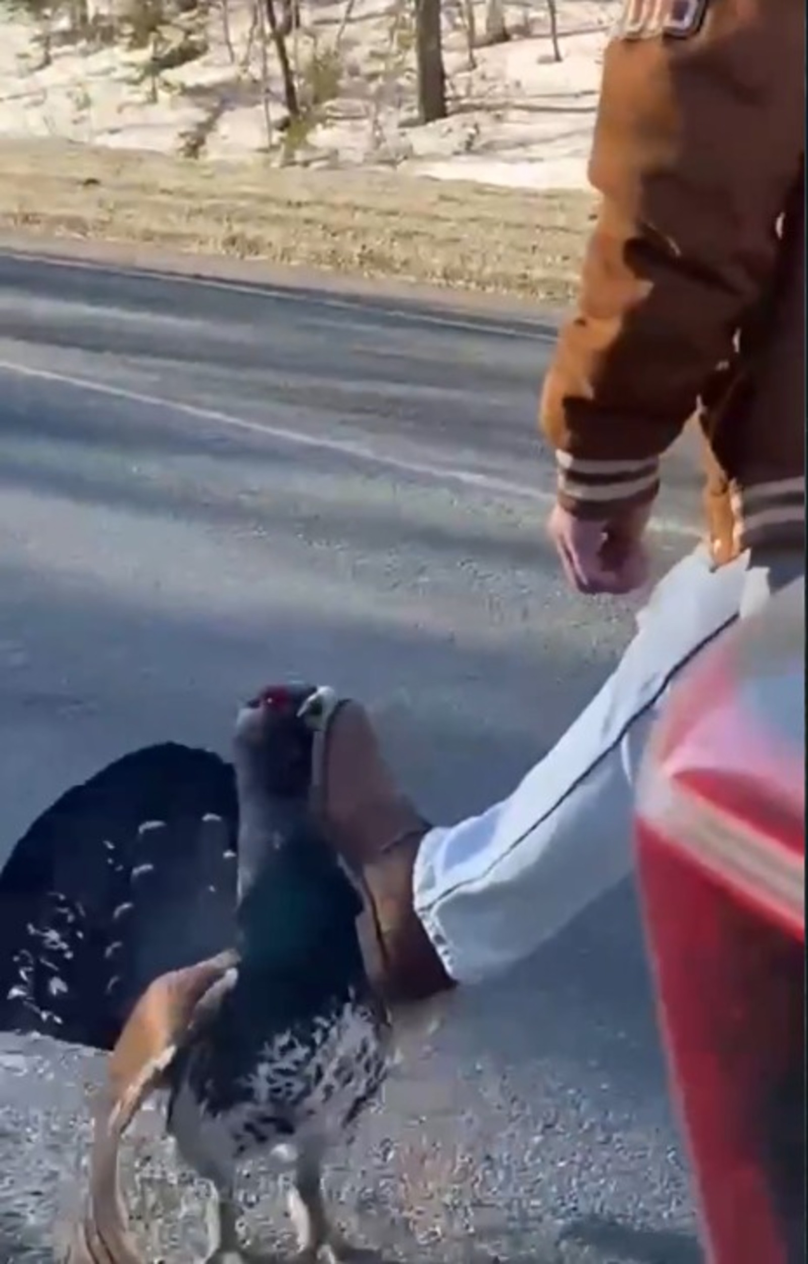 скриншот видео