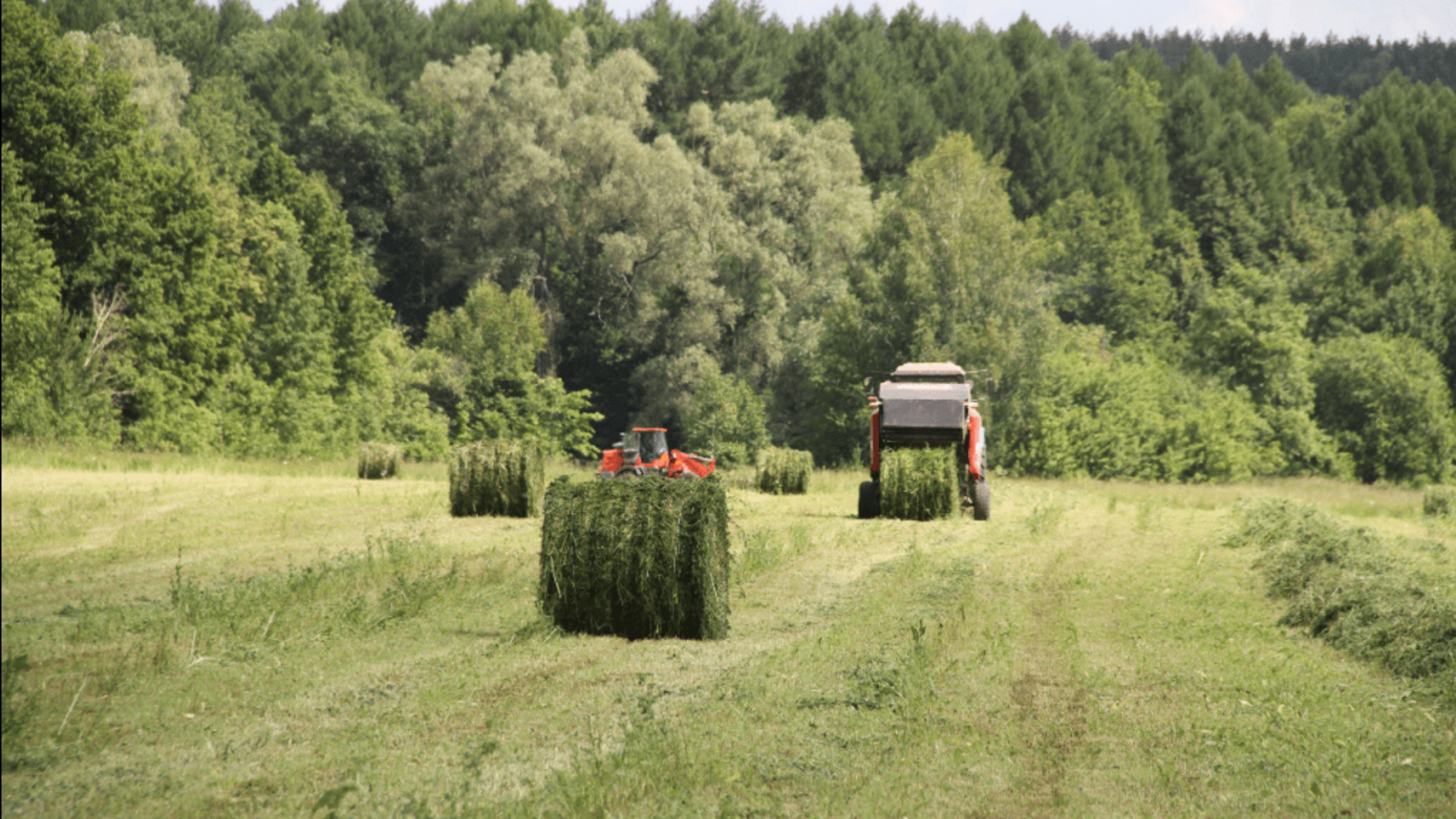 пресс-служба Минсельхоза Башкирии