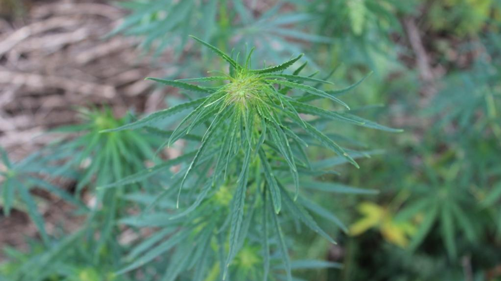 ИА «Башинформ»