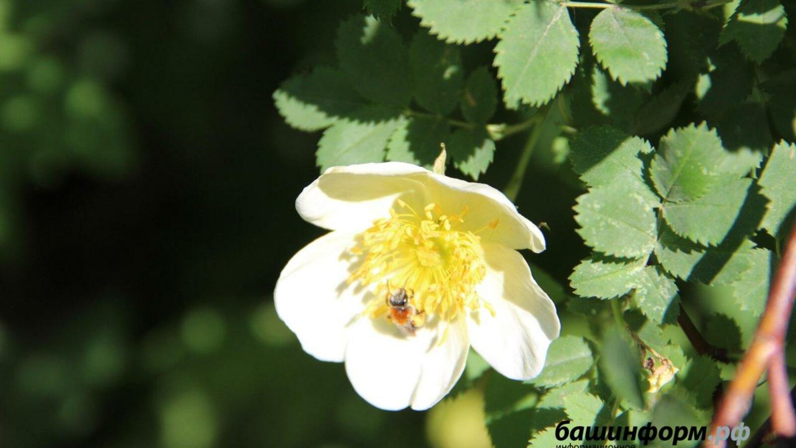 Гульфия Акулова