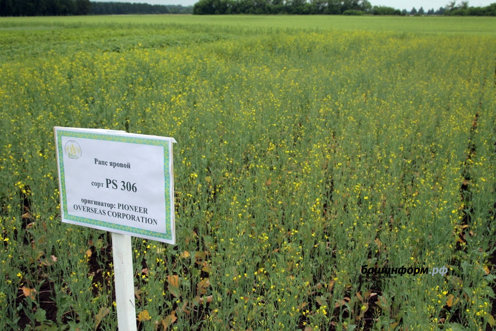 Олег Яровиков архив ИА «Башинформ»