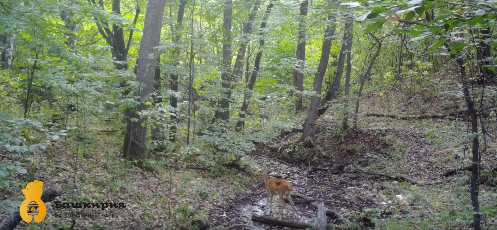 скриншот видео