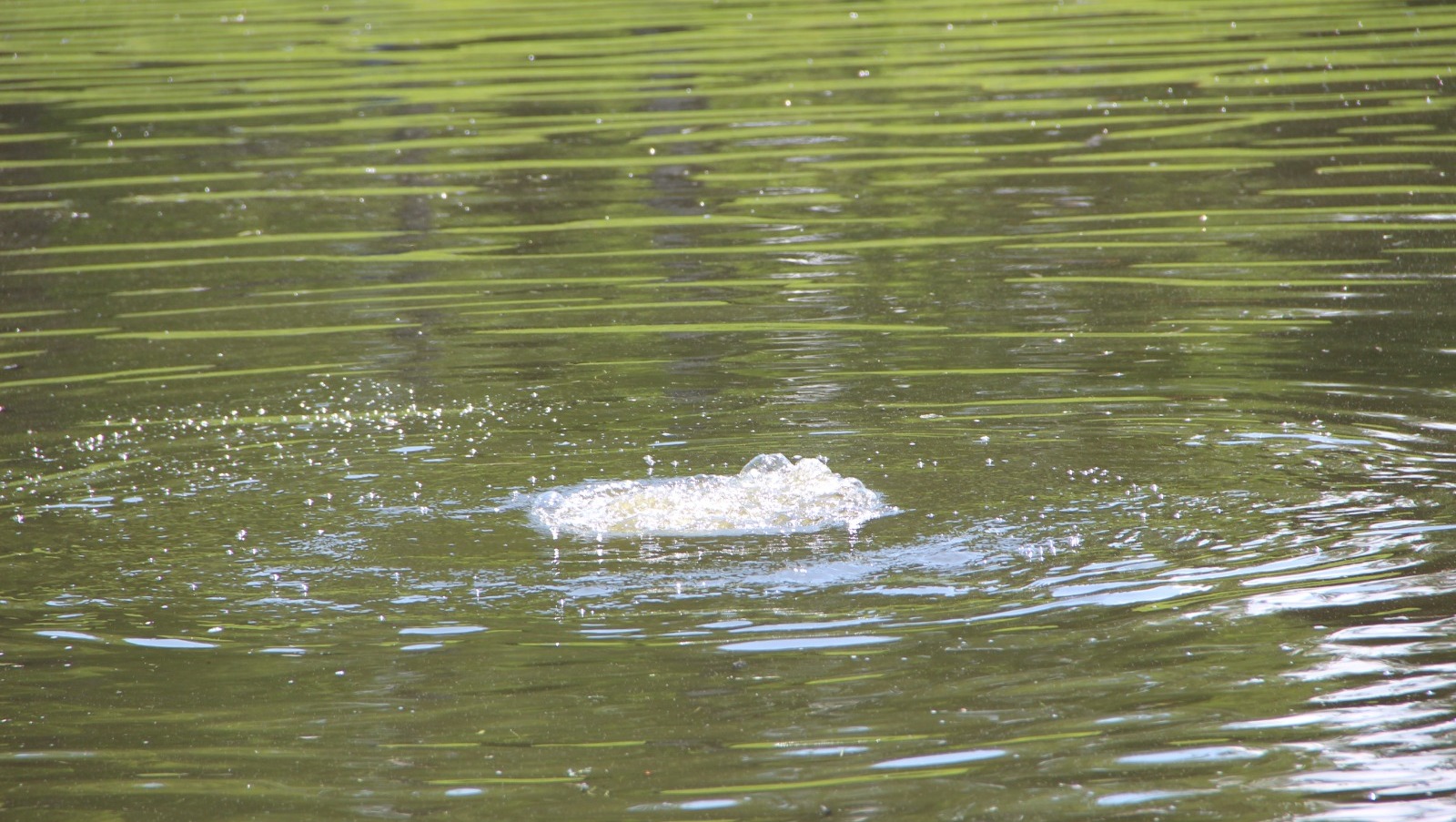 Ксения Калинина