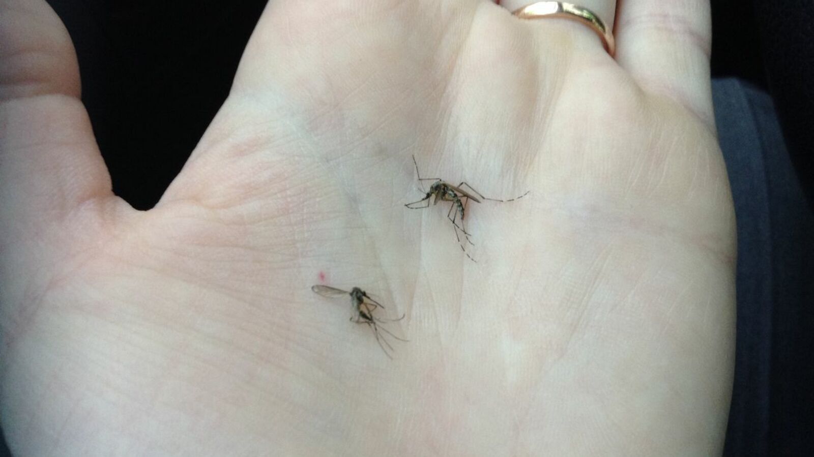 Арина Рахимкулова