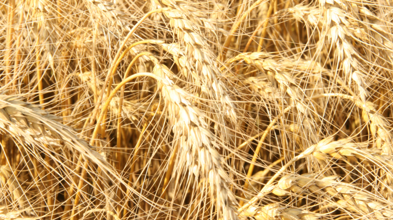 Минсельхоз РБ