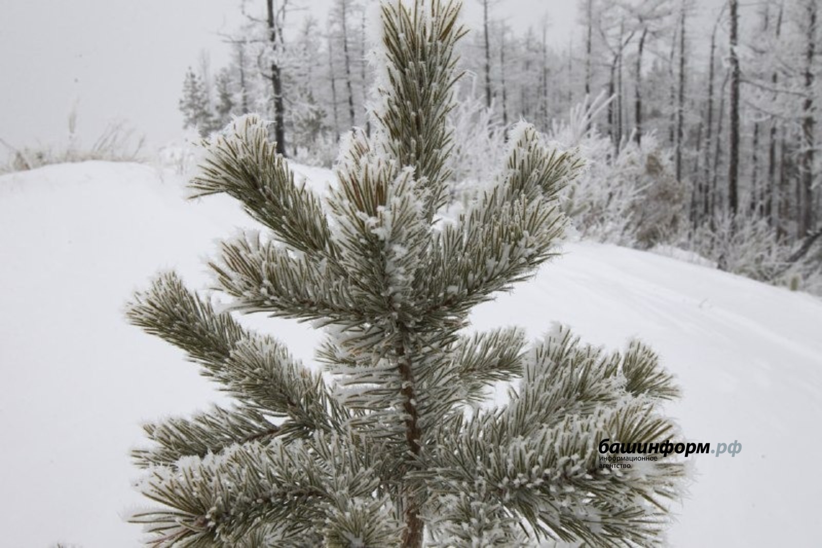 Олег Яровиков ИА «Башинформ»