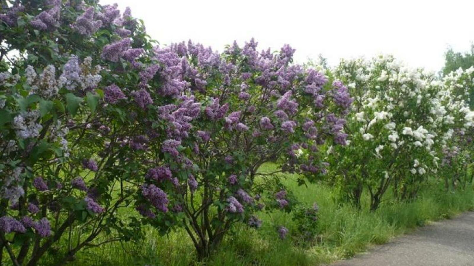 администрация Уфы