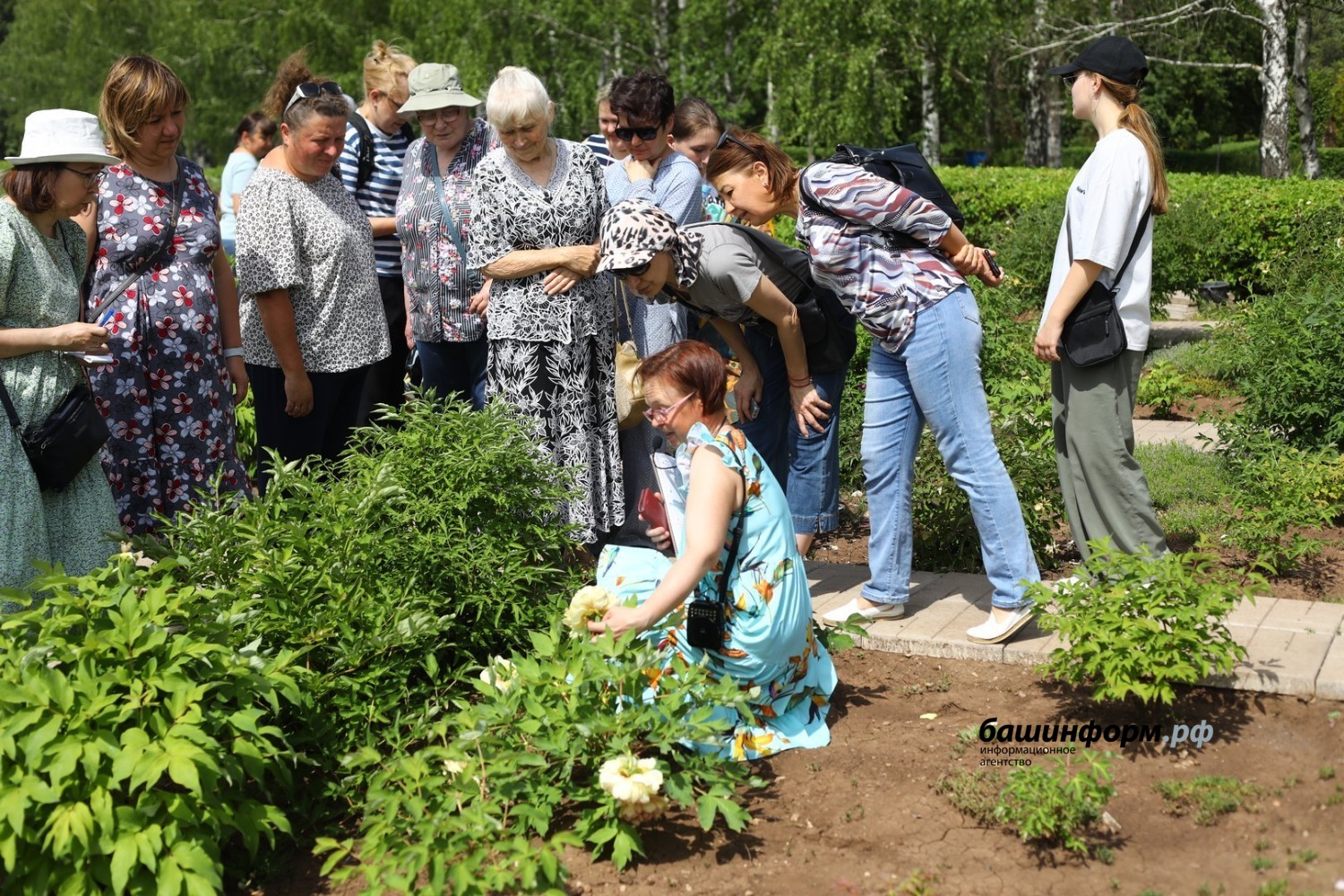 Ито-гибриды обладают изысканным ароматом, он отличается от запаха «обычных» пионов