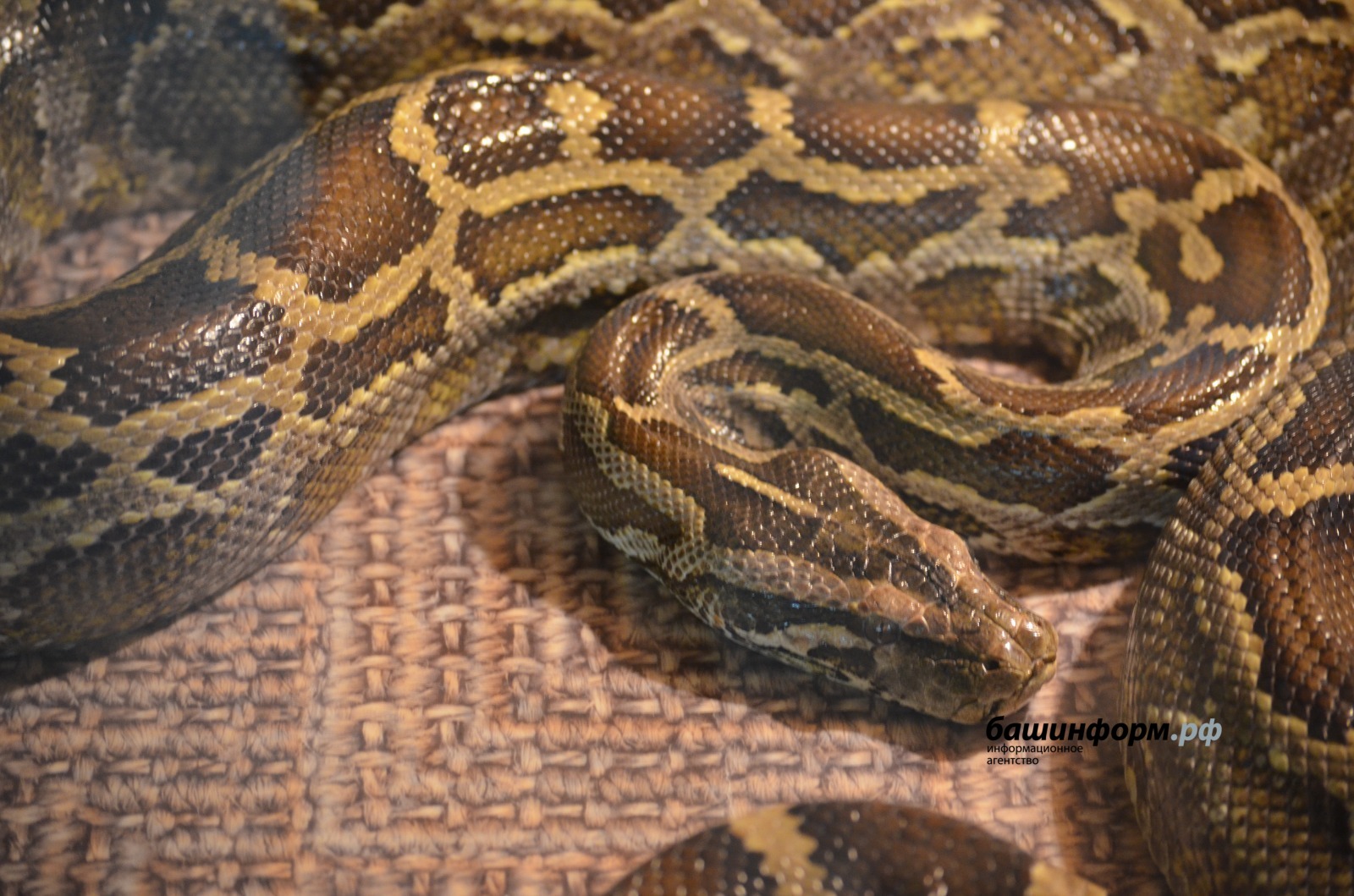 Ксения Калинина, архив  ИА «Башинформ»