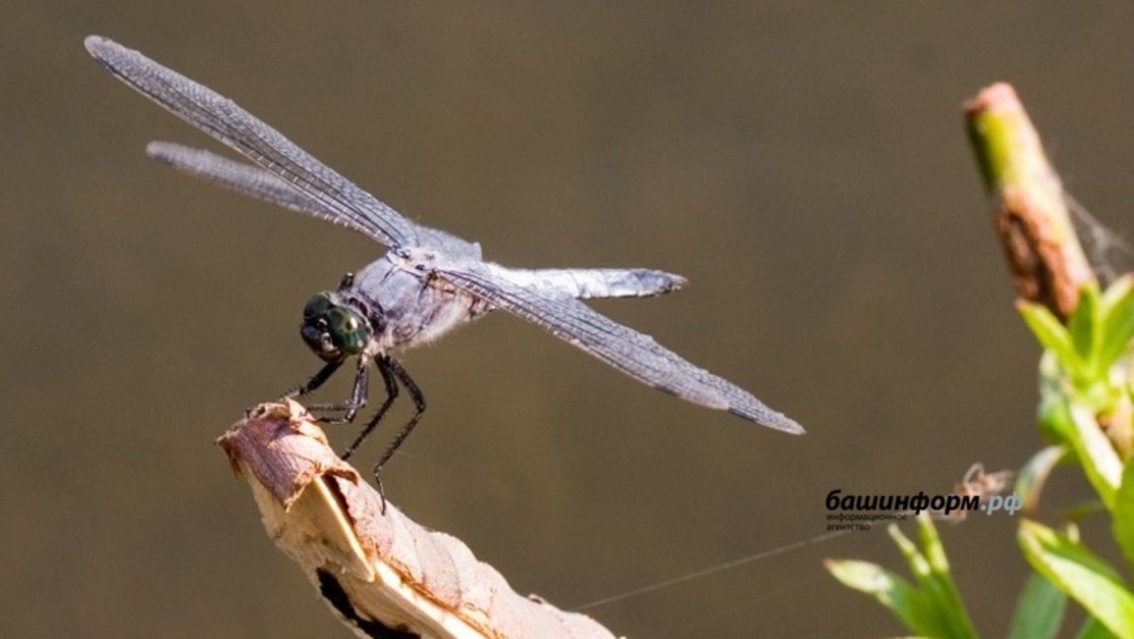 архив ИА «Башинформ»