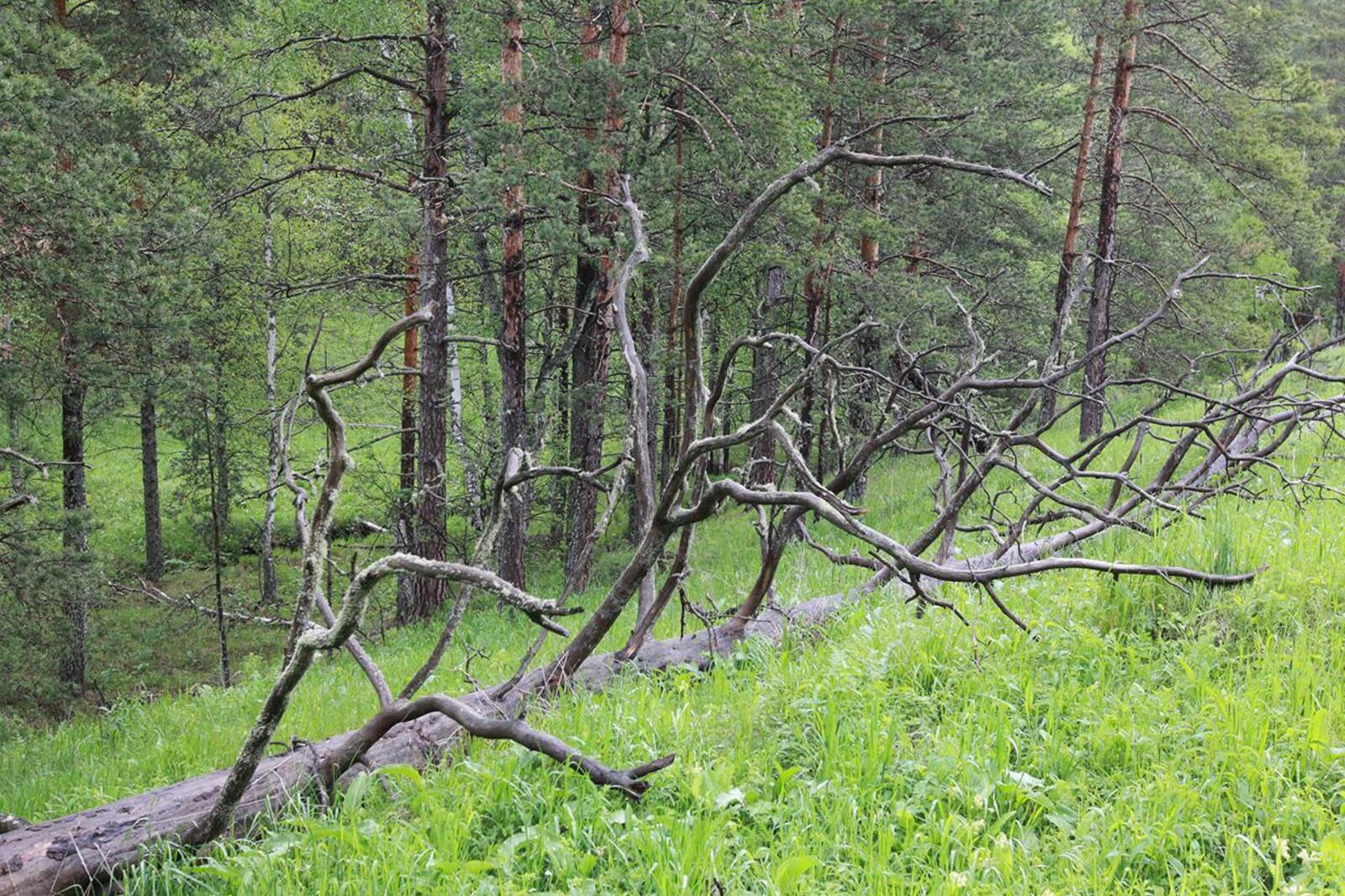 Олег Яровиков