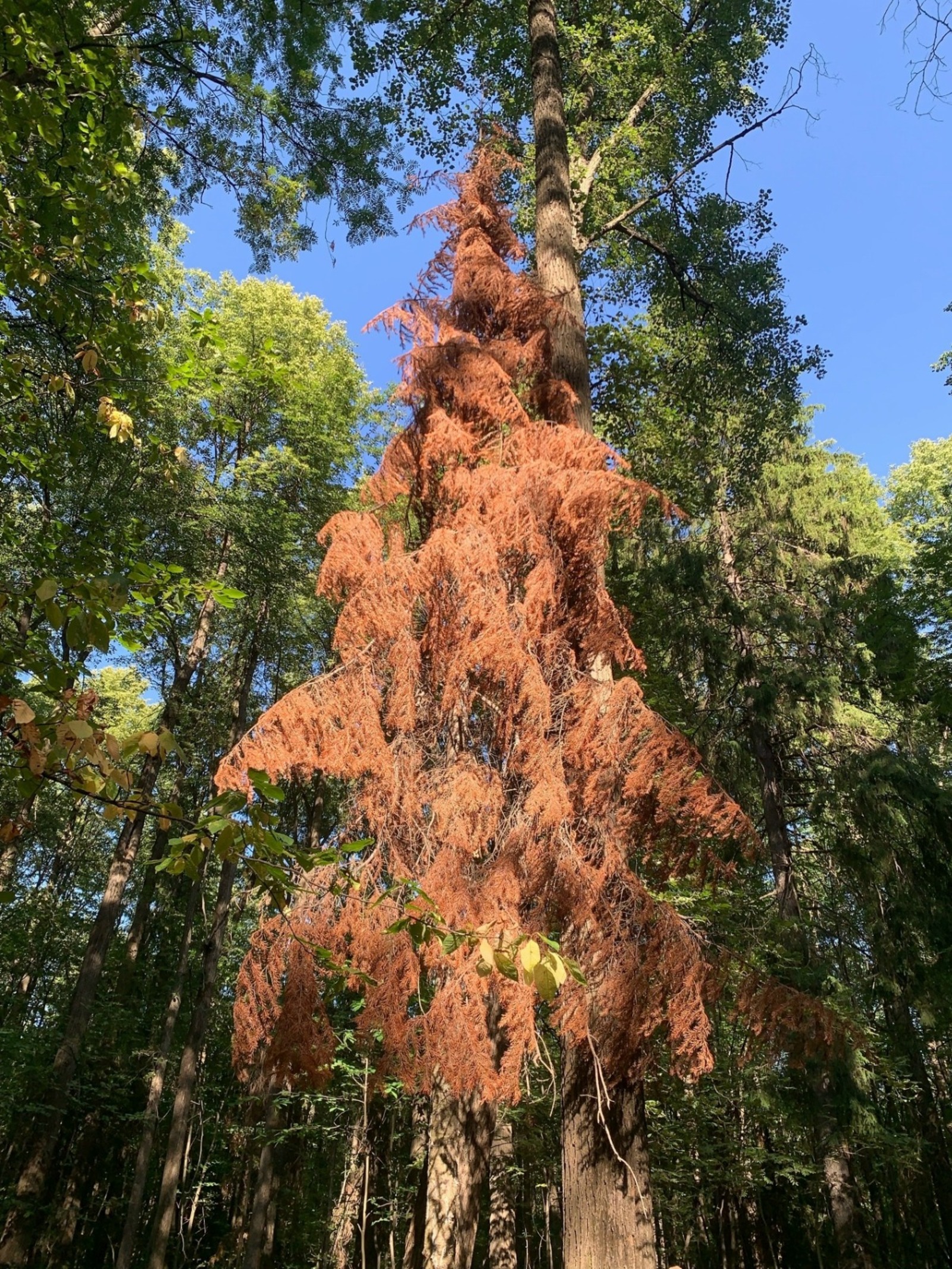 Светлана Трефилова ВКонтакте, 59.ru