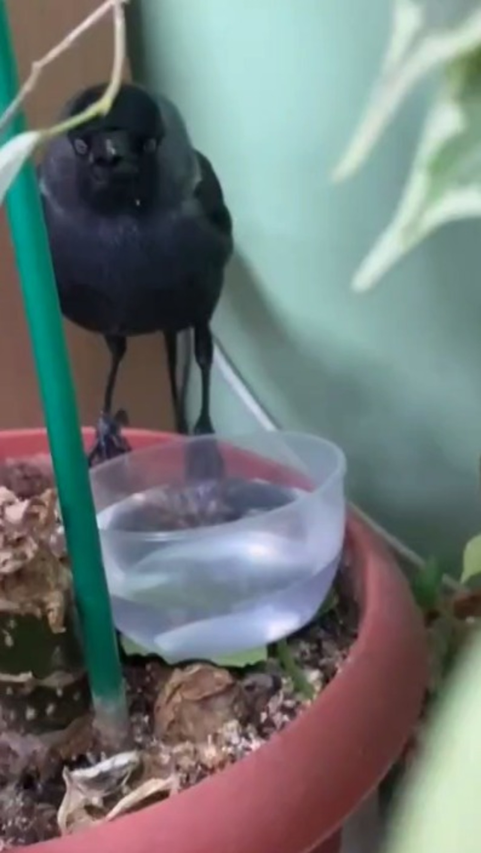 скриншот видео