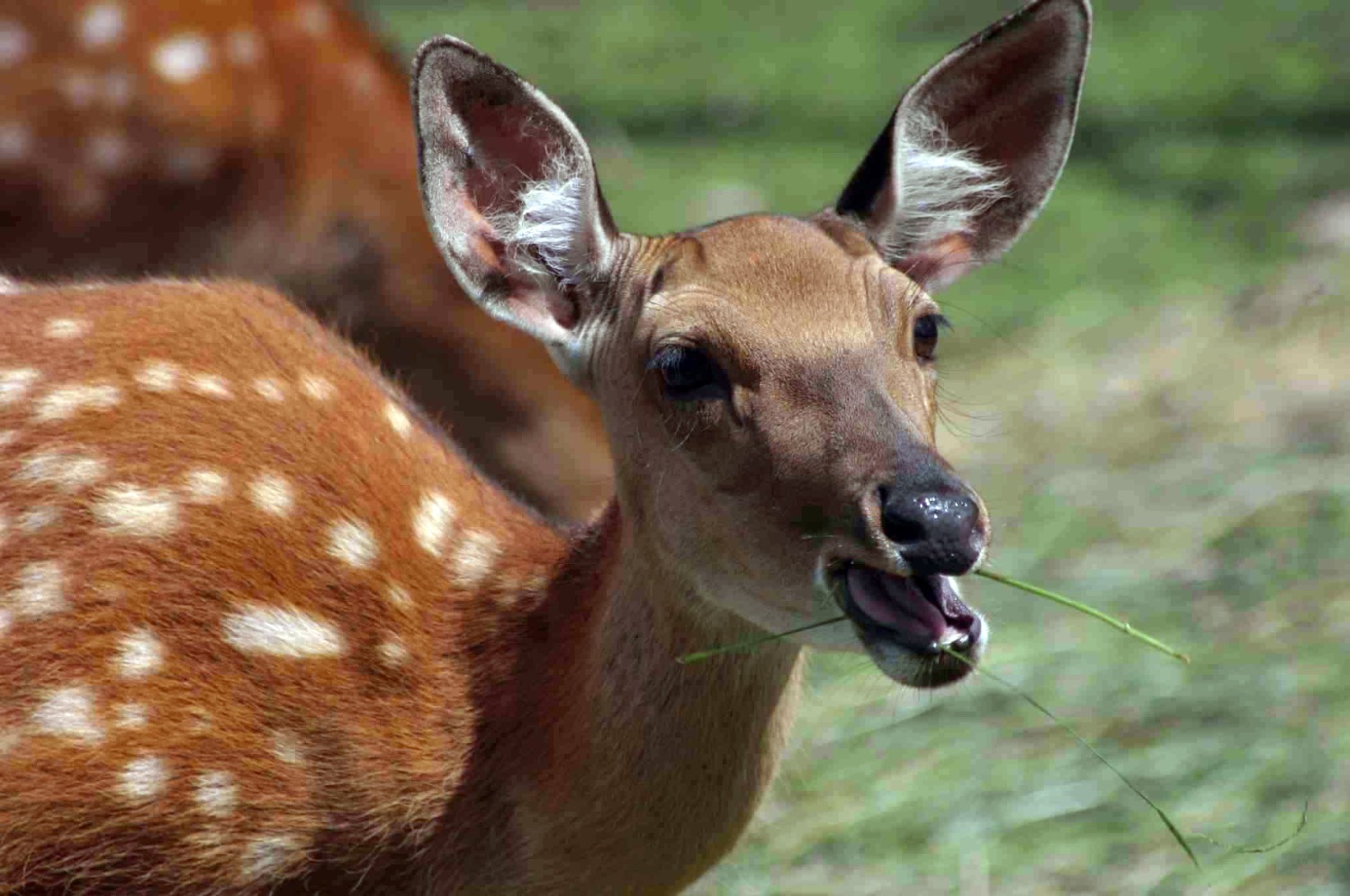 Андрей Старостин ИА «Башинформ»