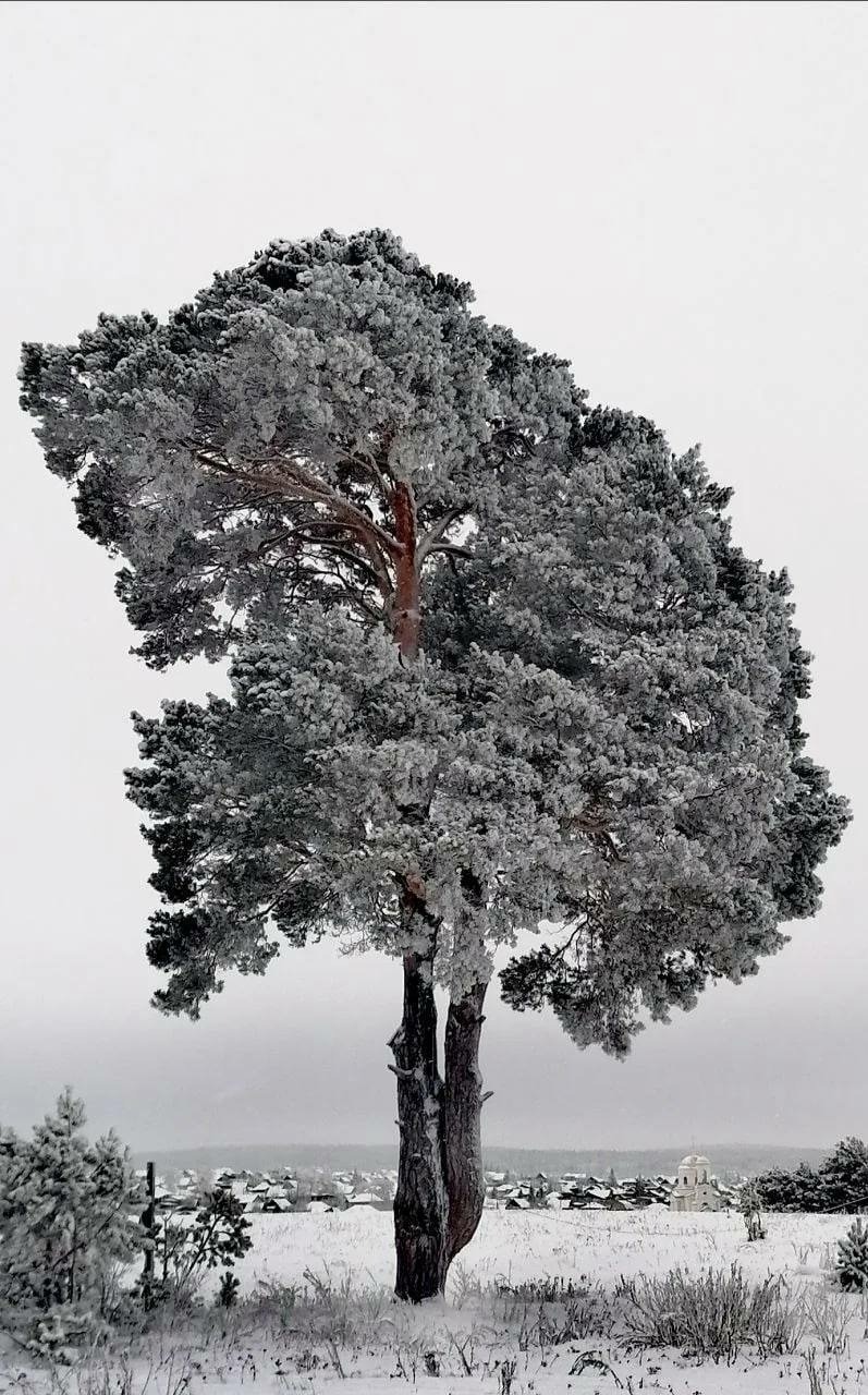 Радий Хабиров телеграм-канал