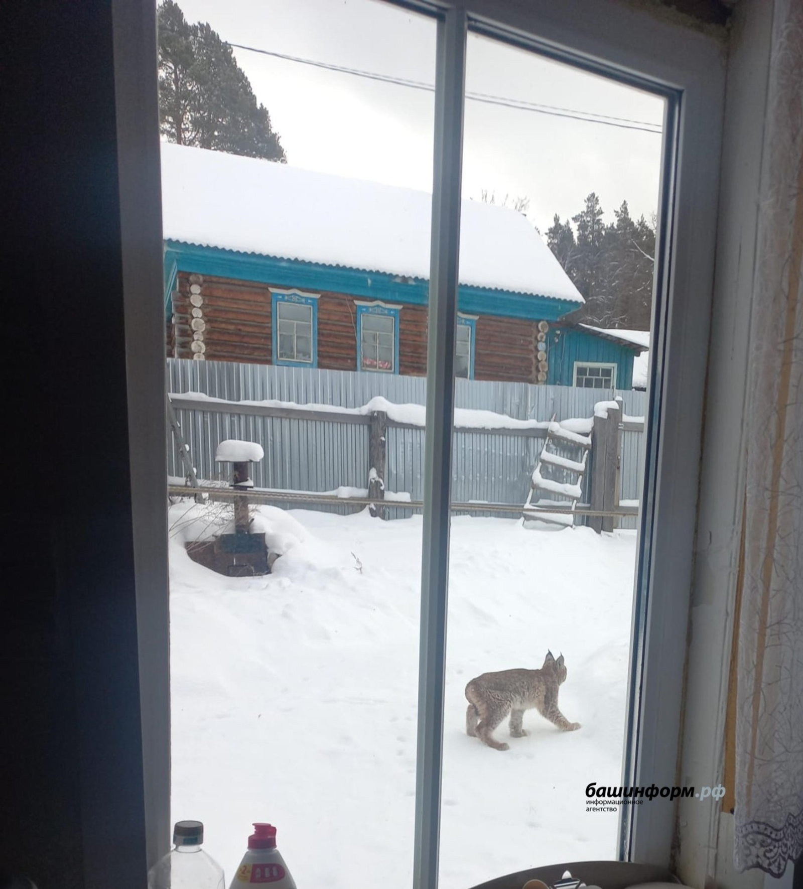 Миләүшә Кәримова