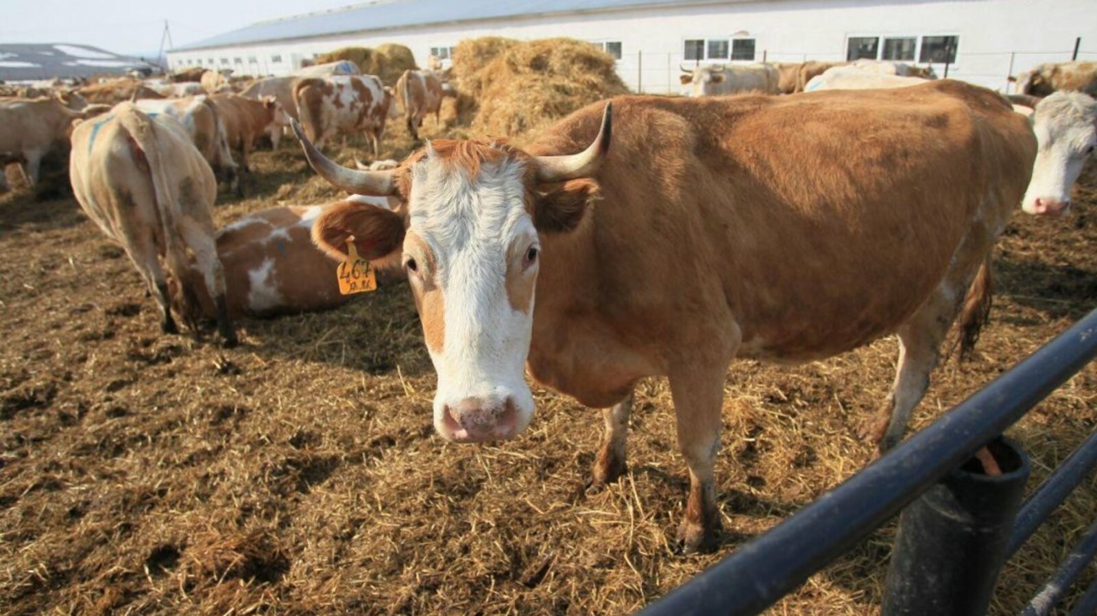 Олег Яровиков