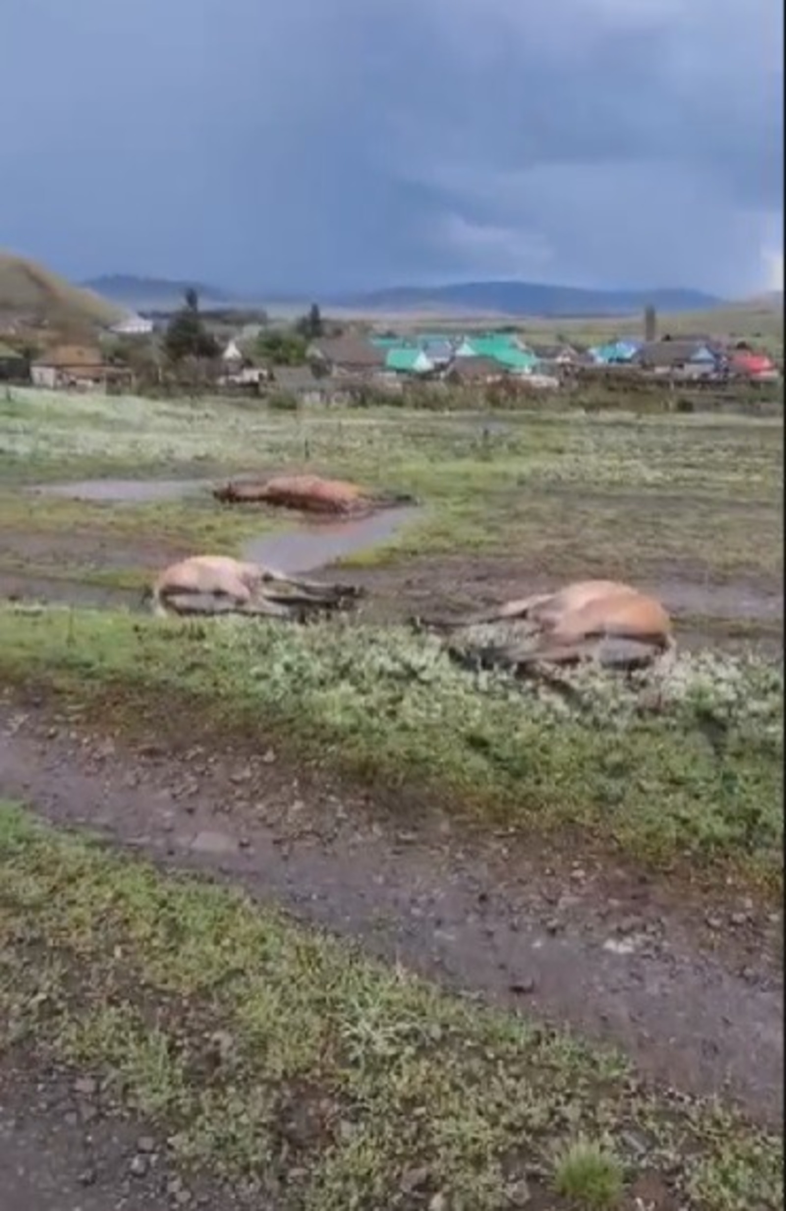 скрин видео