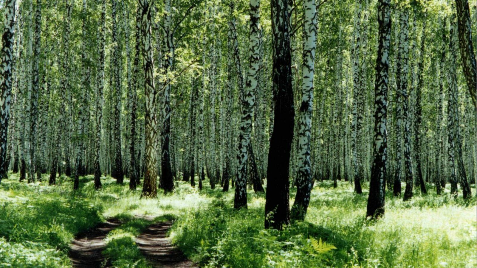 Андрей Старостин