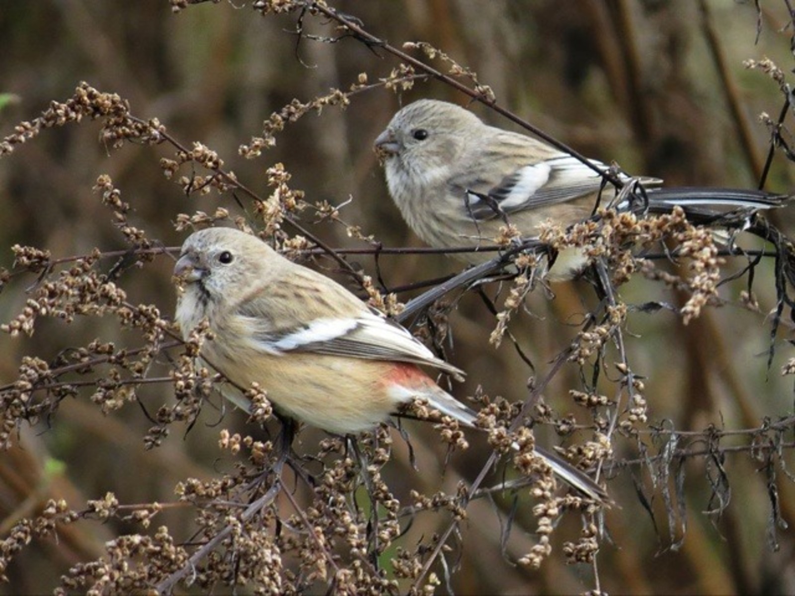 Гульнара Бикмухметова администрация Иглинского района