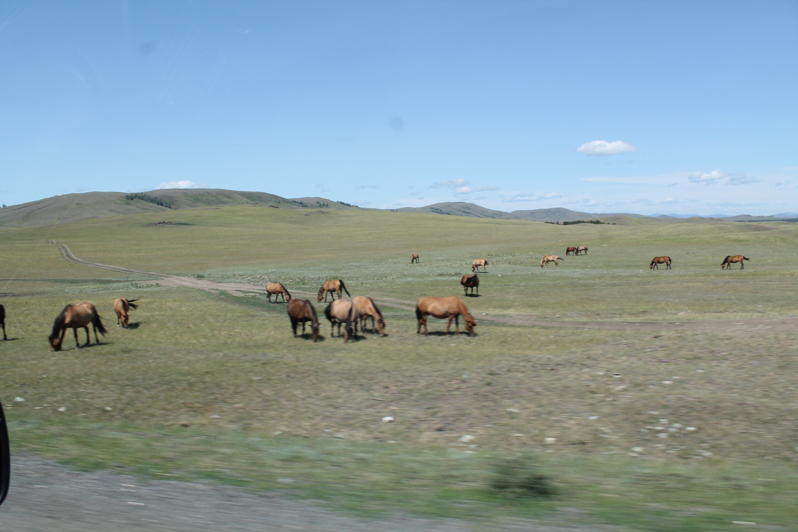 Лошади на дороге. Как в Абзелиловском районе Башкирии борются с этой проблемой