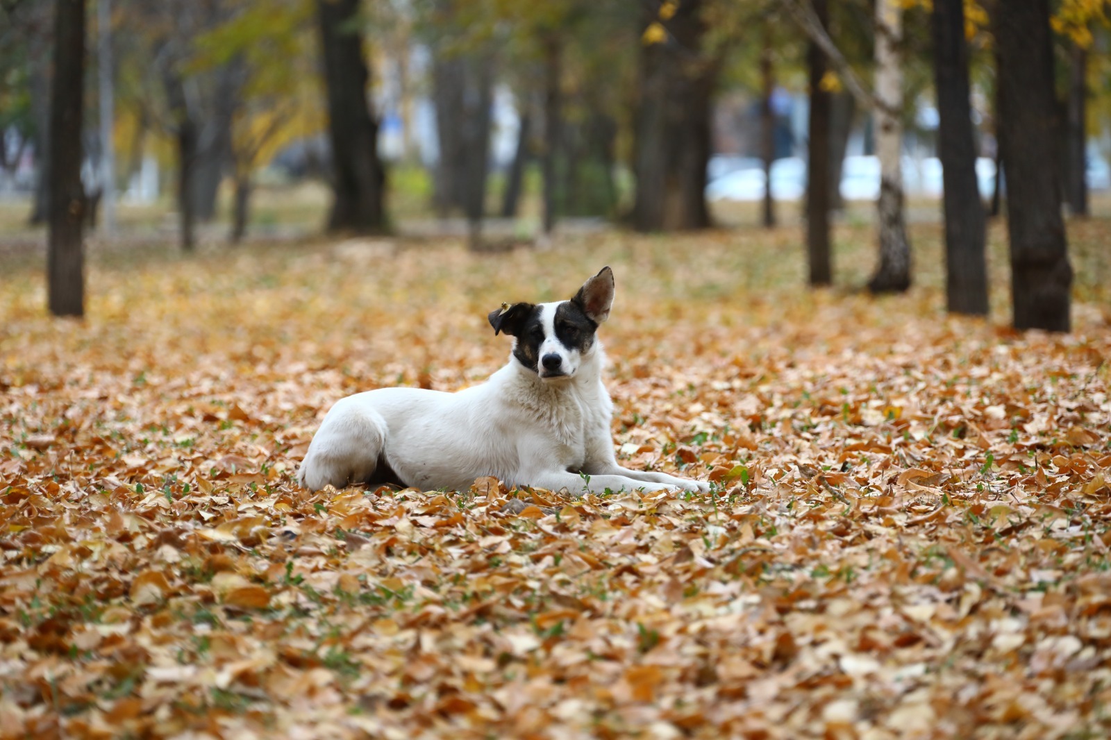 Валерий Шахов ИА "Башинформ" Акция по спасению домашних животных «Ищу человека»