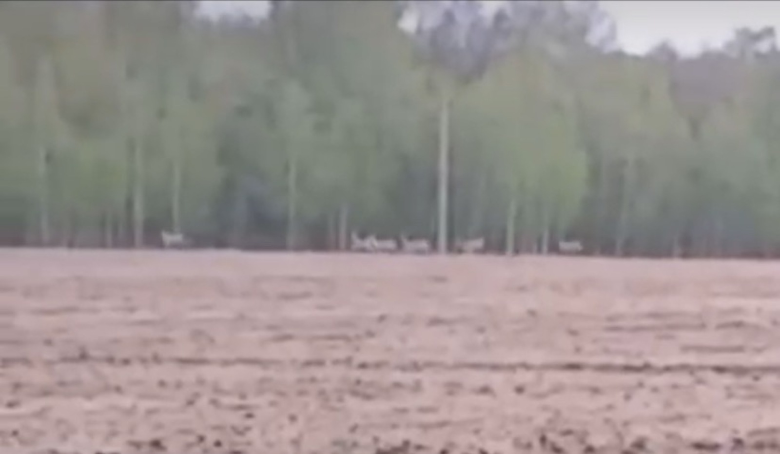 скрин видео