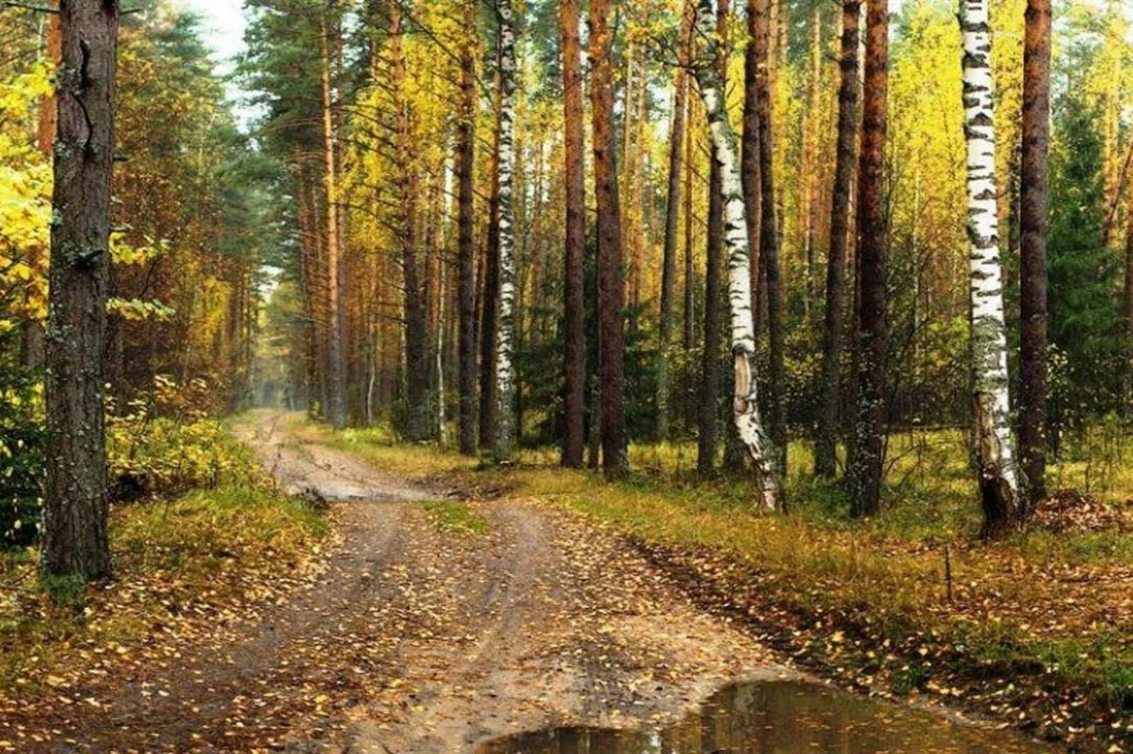 Минлесхоз РБ