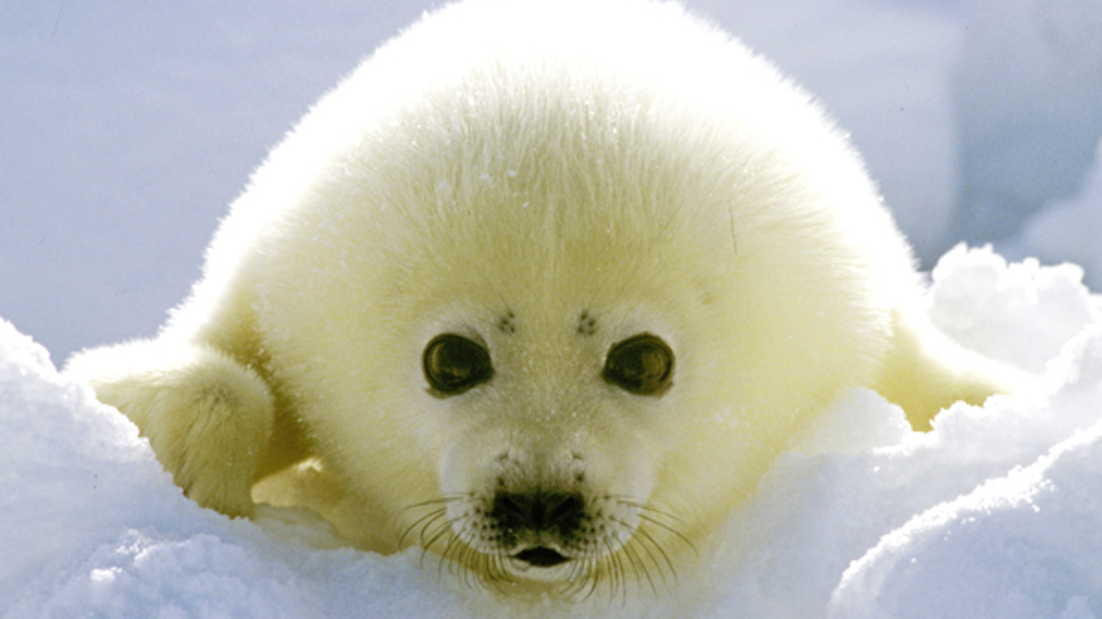 Александр Лыскин/РИА Новости www.ria.ru