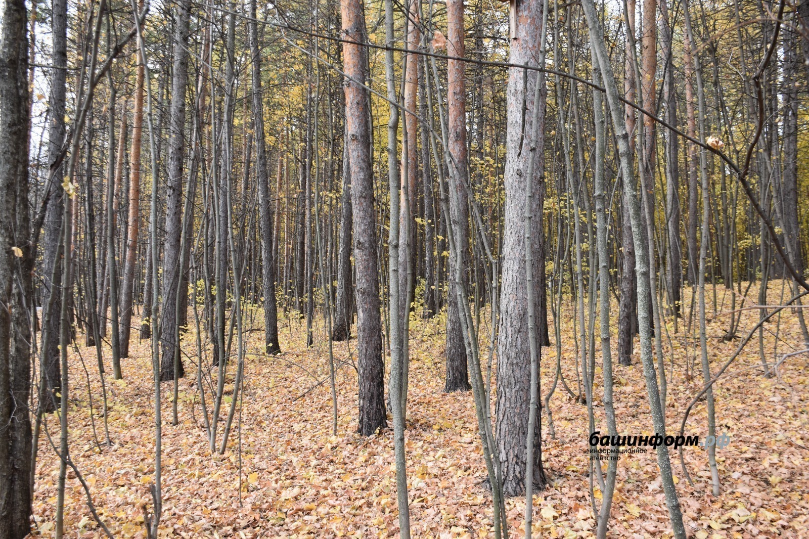 Эдуард Ҡусҡарбәков