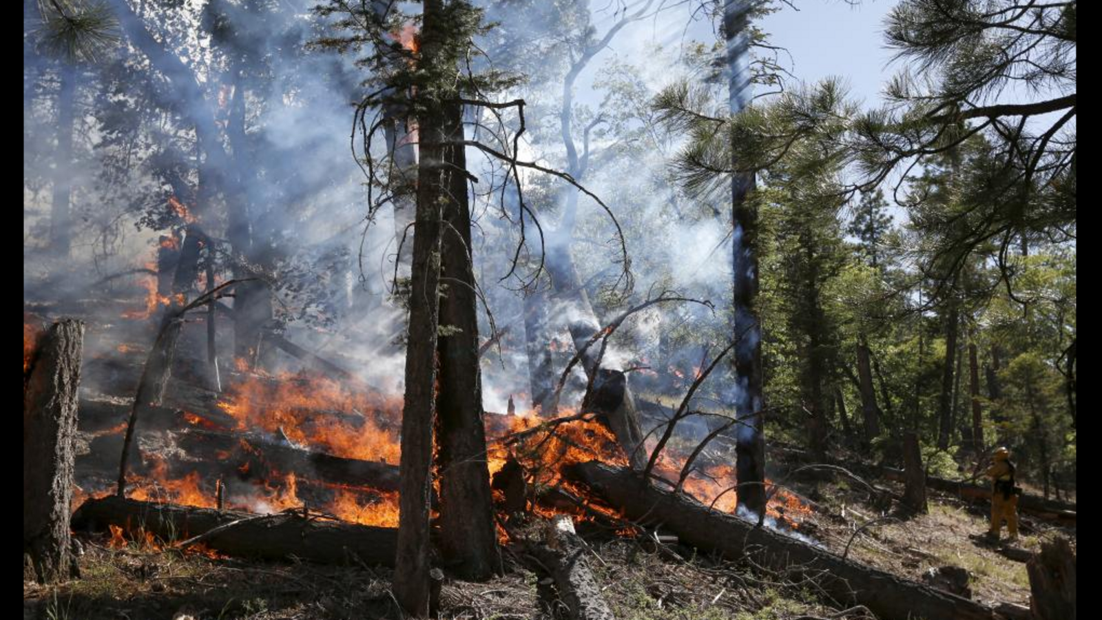 Минлесхоз РБ