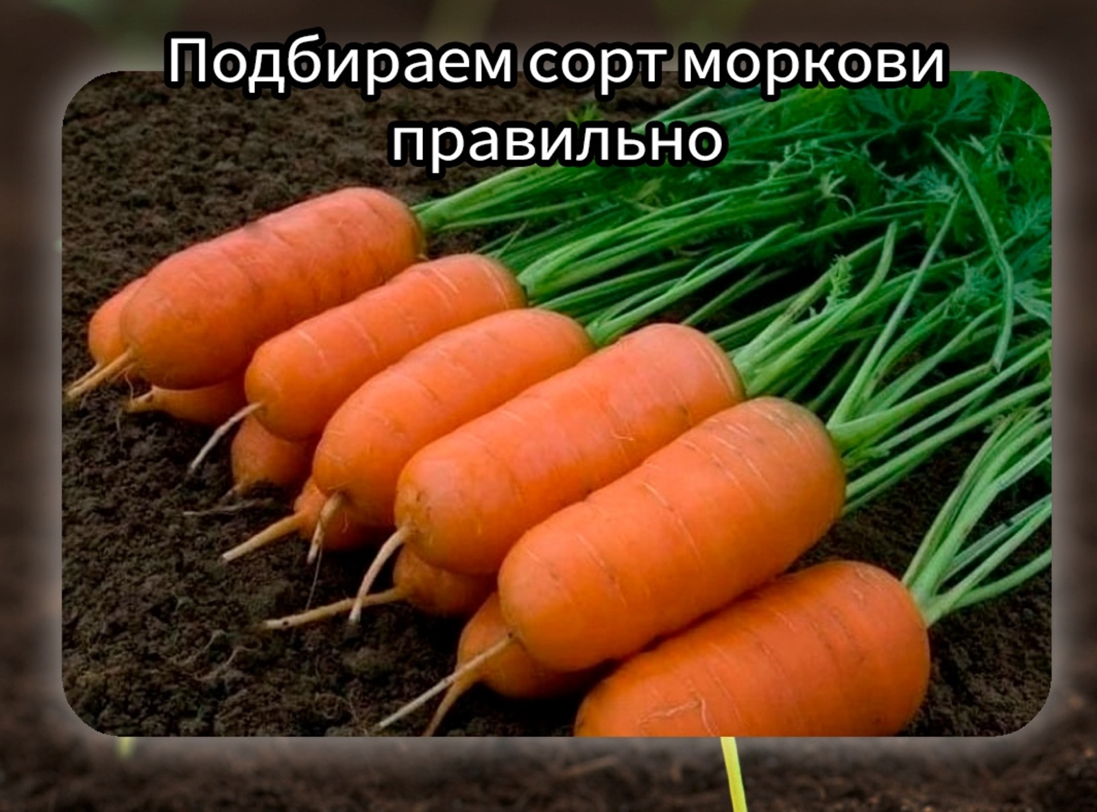 Купить Семена Морковь Дикая Фиолетовые Поцелуи
