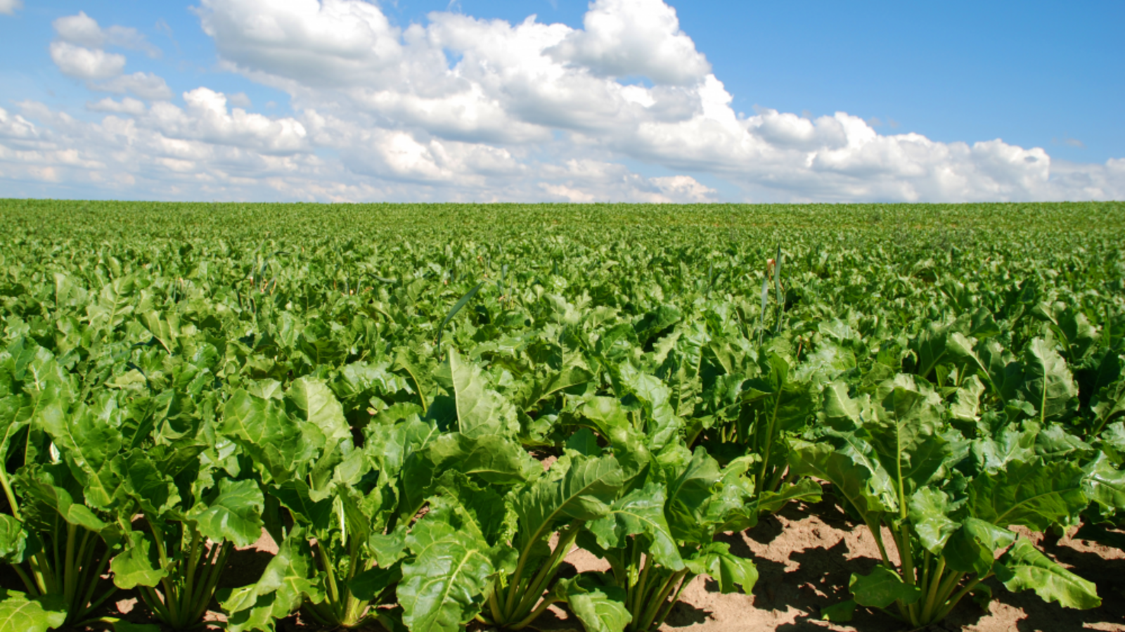 Минсельхоз РБ