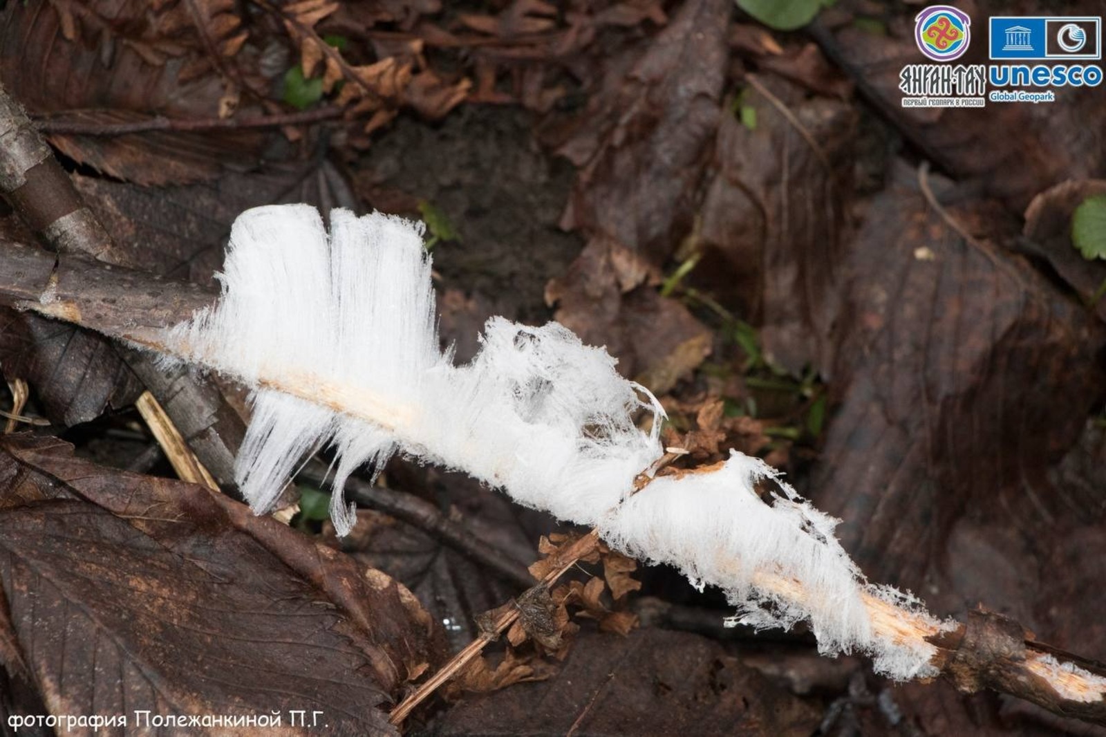 БашПрирода ТГ-канал