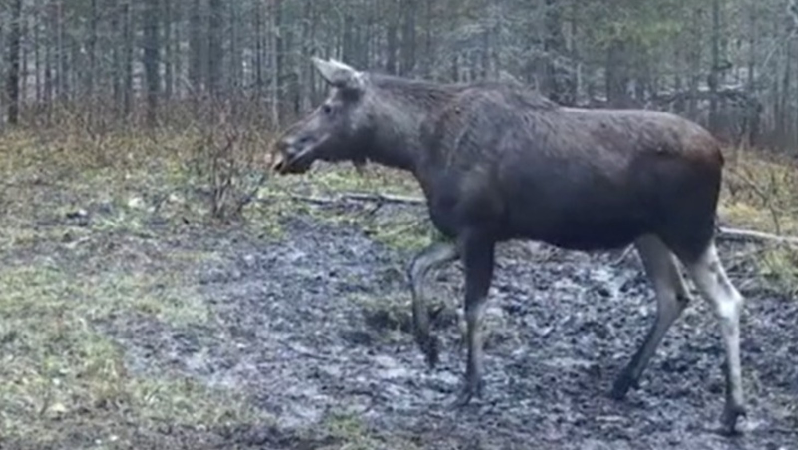 министерство природопользования и экологии РБ, архив телеграм